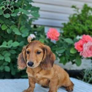 Teddy, Dachshund Puppy